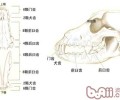 狗狗牙齿牙齿咬合情况了解多少