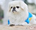 怎么知道京巴犬是否会乱咬