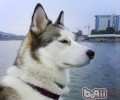 狗狗项圈的应用常见问题