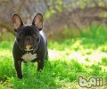 如何正确的为斗牛犬减肥瘦身