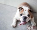普遍斗牛犬长胖的原因