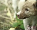 小狗怎样是表述工作压力的