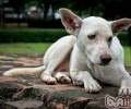 碰到流浪犬的恰当作法