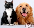 动物化石科学研究猫和狗系为同先祖