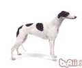 慢跑运动健将——灵缇犬