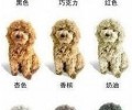 泰迪犬色调到底有多少种