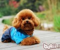 泰迪幼犬饲养的常见问题