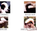 金毛的规范是啥