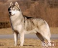 哈士奇犬舍告诉你：小哈与阿拉斯加犬的差别