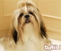 西施犬的使用寿命有多久
