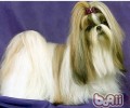 西施犬好养吗？