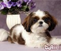 西施犬价格的剖析