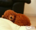 泰迪吃什么最营养成分