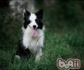哪些方面决策边境牧羊犬价钱