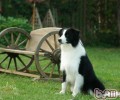 边境牧羊犬的性格介绍