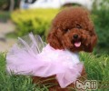 怎样为泰迪犬选择泰迪狗粮