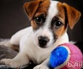 梗类犬种类大揭秘