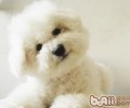 宠物狗保养基本新项目注意事项