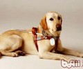 偶遇导盲犬大家应该怎么做