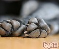 给小狗穿鞋子的益处剖析