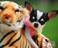 狗狗怀孕会造成 性情更改吗