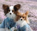小狗背毛坚起代表什么意思