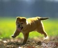 【检测】从养宠物看得出你的人际交往