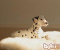 小狗狗眼睛眼屎多该怎么办