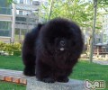松狮狗的色调分析