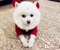 为什么不提议给狗狗吃糖