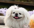 造成 京巴狗感受的几类缘故
