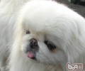 选购京巴狗的常见问题
