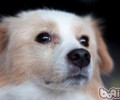 为什么不提议给狗狗吃生肉