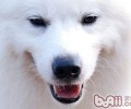 狗狗的记忆方法详细介绍