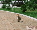 狗狗挑食应该怎么办