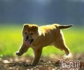 狗狗不吃饭该怎么办