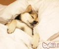 狗狗打架的真实原因是什么