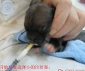 怎样自身照料刚刚出生的幼期小动物