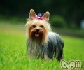 约克夏犬的色调详细介绍