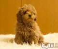 小狗等级划分的方式——对眼