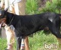 杜宾犬吃什么食物