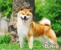柴犬掉毛的根本原因