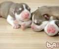小狗休眠状态全分析