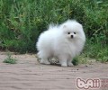 迷你型博美犬的来历