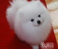 博美犬寿命多长时间