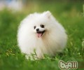 博美偏食可根据喂养方法改进