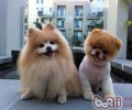 为博美犬修毛切勿过短