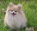 日常喂养该给博美犬吃啥