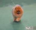 博美犬的性情如何