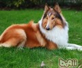 怎么让狗狗爱上犬粮